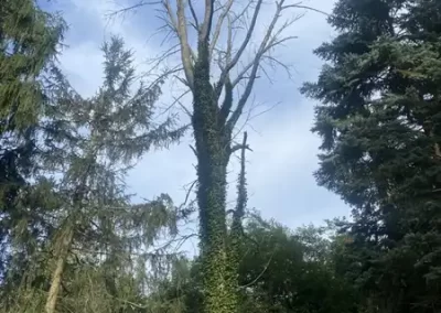 Landscape Services (25)