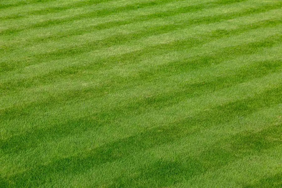Lawn Care Mistakes Every Landscaper Should Avoid Berea, OH Lawn Care Mistakes Every Landscaper Should Avoid Berea, OH